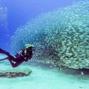 SCUBA DIVING WITH DINVING LICENSE