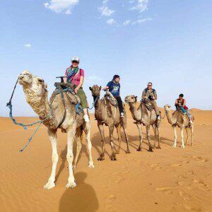 CAMEL FROM PUERTO RICO 1H