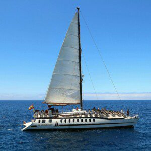 Dolphin Search Premium – 4 Hour